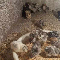 جوجه مرغ براکل