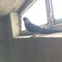 کبوتر نر قاره پرشی|پرنده|فرخشهر, |دیوار