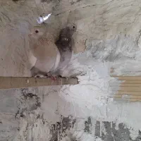 دو عدد کبوتر پرشی زردی و سرور نر و ماده خارجی|پرنده|بهارستان, |دیوار