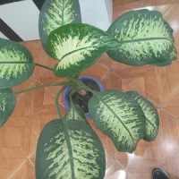 گل دیفن باخیا