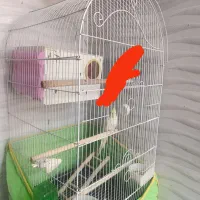 یک عدد عروس هلندی لوتینو ماده|پرنده|قزوین, |دیوار