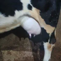 گاو شیری سیمینتال باگوساله ماده