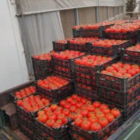 گوجه‌فرنگی گلخانه‌ای|خدمات باغبانی و درختکاری|هشتگرد, فاز ۳ مهستان|دیوار