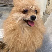 پامر روباهی خالص