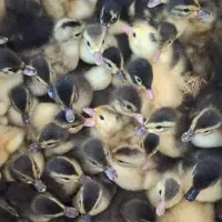 جوجه اردک موسکویی