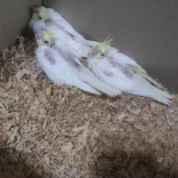 عروس هلندی لوتینو