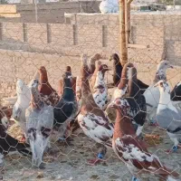 دسته کفتری
