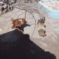 فروش دو تا خروس محلی چاق  ویک عدد بوقلمون ماده