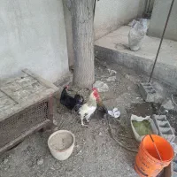 مرغ و خروس محلی