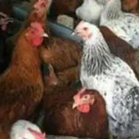 جوجه گلپایگان جوجه غاز