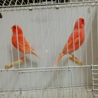 قناری جیبوس جیور سرخ پرسپولیس|پرنده|قم, لسانی|دیوار