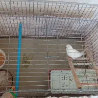 مرغ عشق نر|پرنده|کرمانشاه, |دیوار