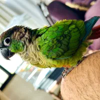 گمشده طوطی گرینچیک کوتوله برزیلی