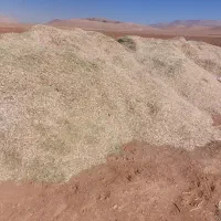 مقدار ۱۰تن کاه لوبیا