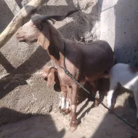 یک بز و دو کهره|حیوانات مزرعه|بندر دیر, |دیوار