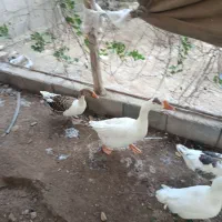 غاز