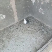 کبوتر|پرنده|نیشابور, سرآب کوشک|دیوار