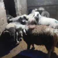 5راس بره پلوار برافروش