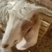 دو راس کره نر و ماده|حیوانات مزرعه|حمیدیا, |دیوار
