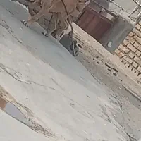 توله سگ پژدر