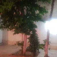 اجاره منزل طبقه همکف|اجارهٔ خانه و ویلا|شیراز, باغ تخت|دیوار