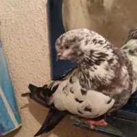 یک جفت کبوتر ماده زور دار|پرنده|ایوان, |دیوار