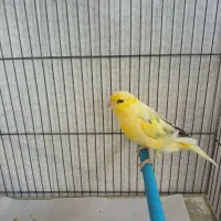 قناری نرخوش رنگ وزیبا|پرنده|کاشان, فاز ۱ ناجی آباد|دیوار