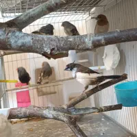 فنج شارکول ایمو پاستیلی اروپایی بنگالی و مصری|پرنده|صدرا-فارس, فاز ۱|دیوار