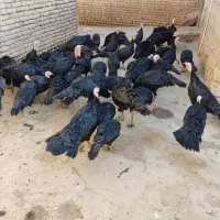 بوقلمون سیاه محلی (عجب شیر)|حیوانات مزرعه|عجب شیر, |دیوار