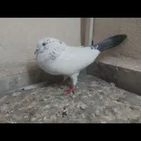 کبوتر پرشی|پرنده|قائمشهر, |دیوار