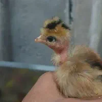 اردک 37جوجه رنگی، گردن لیت،گلپیگانی، کاکلی، تاجدار|حیوانات مزرعه|خورموج, |دیوار