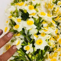 فروش ویژه نرگس شیراز|گل و گیاه طبیعی|شیراز, کیان شهر|دیوار