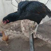 مرغ لاری و خروس گلین|حیوانات مزرعه|پاکدشت, پاکدشت (مامازند)|دیوار