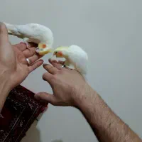 یک جفت عروس هلندی|پرنده|بومهن, |دیوار