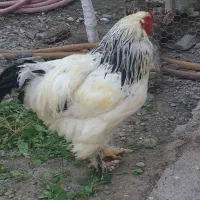 خروس برهما، جوجه مرغ برهما