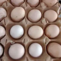 فروش تخم مرغ محلی نطفه دار
