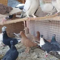 تعدادی کفتر ماده و نر|پرنده|زرند, |دیوار