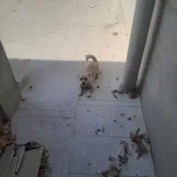 واگذاری سگ پامر|سگ|خمینی‌شهر, |دیوار