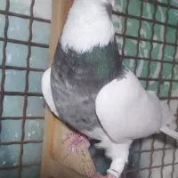 طوق شازده|پرنده|شیراز, شهرک گلستان|دیوار