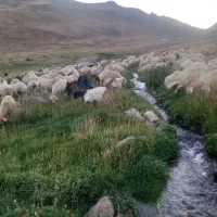 فروش گوسفند اصیل ییلاق عشایر مغان