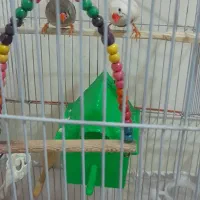 ۴ عدد فنچ بهمراه ۴ عدد تخم بهمراه قفس خاص|پرنده|تهران, شمشیری|دیوار