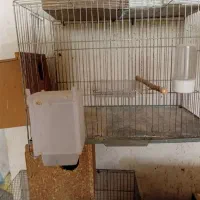 فروش قفس ولونه پرنده