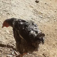 مرغ تخمگذار