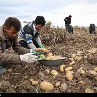 سیب زمینی جمع کردن