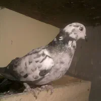 کبوتر گم شده پربسته