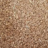 فروش ۶تن گندمدتمیز کوهدشت