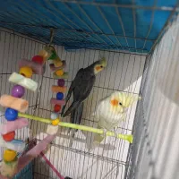 عروس هلندی مولد