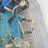 فروش عروس هلندی با قفس ها کامل