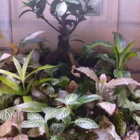 گل تراریوم شیک و زیبا