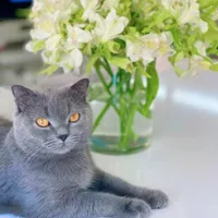 گربه خانگی